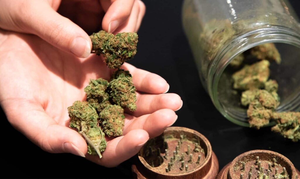 Hybrid cannabis strains